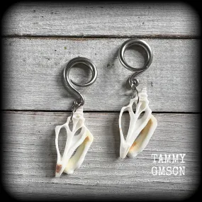 Shell slice gauged earrings-Shell ear hangers